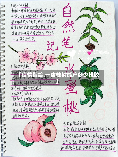 【疫情指绘,一亩桃树能产多少桃胶】-第3张图片