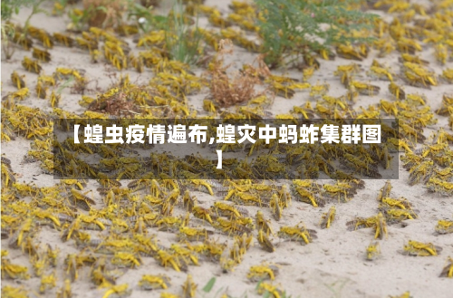 【蝗虫疫情遍布,蝗灾中蚂蚱集群图】