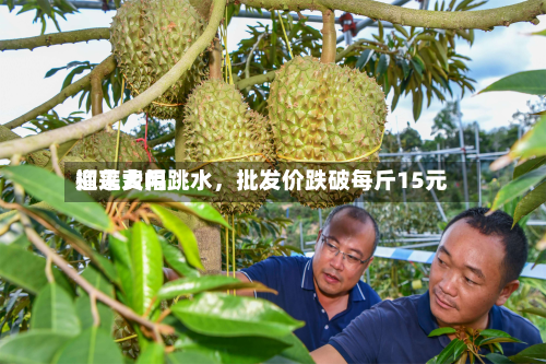 榴莲费用
迎来大幅跳水,批发价跌破每斤15元-第2张图片